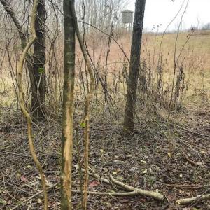 Photo of SOLD!!  46 Acres of Farm and Hunting Land for Sale in Stokes County NC!