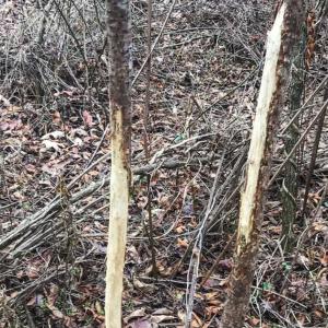 Photo of SOLD!!  46 Acres of Farm and Hunting Land for Sale in Stokes County NC!