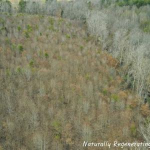 Photo of SOLD!!  46 Acres of Farm and Hunting Land for Sale in Stokes County NC!