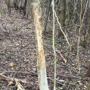 Photo of SOLD!!  46 Acres of Farm and Hunting Land for Sale in Stokes County NC!