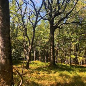 Photo of SOLD!!  6.36 Ac of Residential and Investment Land in Granville Co NC!