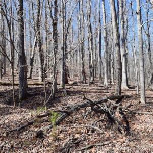 Photo of SOLD!!  5 Acres of Residential Lake & Hunting Land in Bedford County VA!