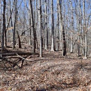 Photo of SOLD!!  5 Acres of Residential Lake & Hunting Land in Bedford County VA!