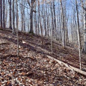 Photo of SOLD!!  5 Acres of Residential Lake & Hunting Land in Bedford County VA!