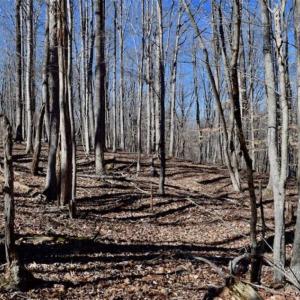 Photo of SOLD!!  5 Acres of Residential Lake & Hunting Land in Bedford County VA!