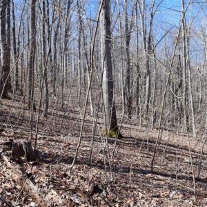 Photo of SOLD!!  5 Acres of Residential Lake & Hunting Land in Bedford County VA!