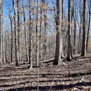 Photo of SOLD!!  5 Acres of Residential Lake & Hunting Land in Bedford County VA!