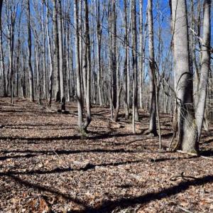 Photo of SOLD!!  5 Acres of Residential Lake & Hunting Land in Bedford County VA!