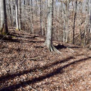Photo of SOLD!!  5 Acres of Residential Lake & Hunting Land in Bedford County VA!
