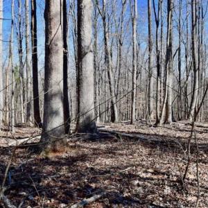 Photo of SOLD!!  5 Acres of Residential Lake & Hunting Land in Bedford County VA!