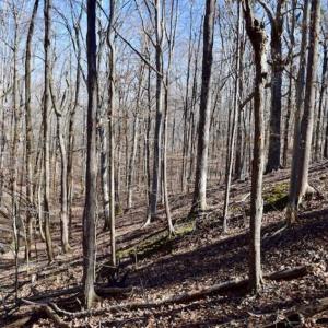 Photo of SOLD!!  5 Acres of Residential Lake & Hunting Land in Bedford County VA!