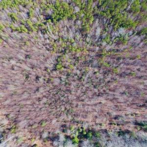 Photo of SOLD!!  121.43 Acres of Farm and Timber Land For Sale in Edgecombe County NC!