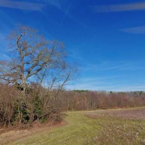 Photo of SOLD!!  121.43 Acres of Farm and Timber Land For Sale in Edgecombe County NC!