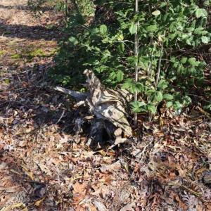 Photo of UNDER CONTRACT!!  1.1 Acres of Residential Land for Sale in Bladen County NC!
