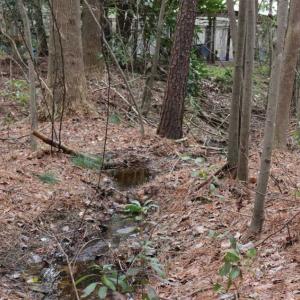 Photo of UNDER CONTRACT!!  1.1 Acres of Residential Land for Sale in Bladen County NC!