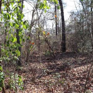 Photo of UNDER CONTRACT!!  1.1 Acres of Residential Land for Sale in Bladen County NC!