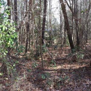 Photo of UNDER CONTRACT!!  1.1 Acres of Residential Land for Sale in Bladen County NC!