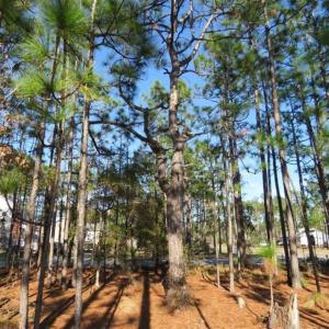 Photo of SOLD!! Residential Lot For Sale in Brunswick County NC!