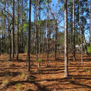Photo of SOLD!! Residential Lot For Sale in Brunswick County NC!
