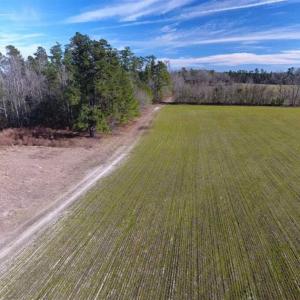 Photo of REDUCED!  191.03 Acres of Farm and Timber Land for Sale in Horry County SC!