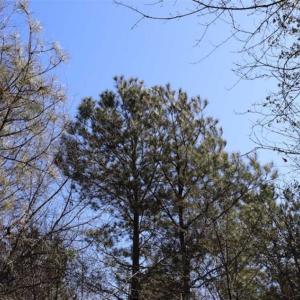 Photo of SOLD!!  5.95 Acres of Development Land For Sale in Harnett County NC!