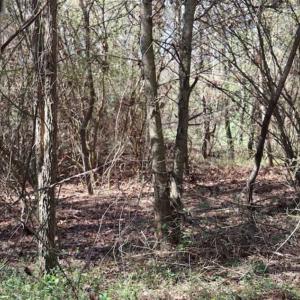 Photo of SOLD!!  5.95 Acres of Development Land For Sale in Harnett County NC!