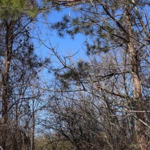 Photo of SOLD!!  5.95 Acres of Development Land For Sale in Harnett County NC!