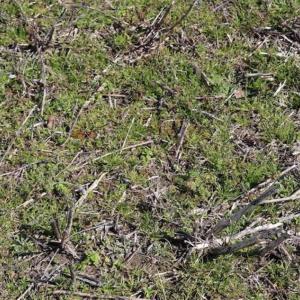 Photo of SOLD!!  5.95 Acres of Development Land For Sale in Harnett County NC!