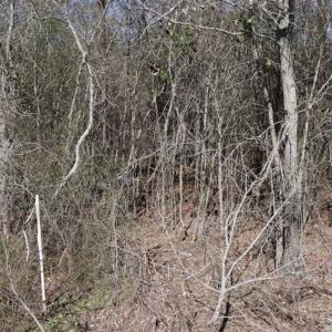 Photo of SOLD!!  5.95 Acres of Development Land For Sale in Harnett County NC!