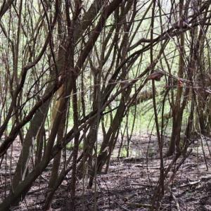 Photo of SOLD!!  5.95 Acres of Development Land For Sale in Harnett County NC!