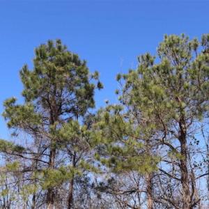 Photo of SOLD!!  5.95 Acres of Development Land For Sale in Harnett County NC!