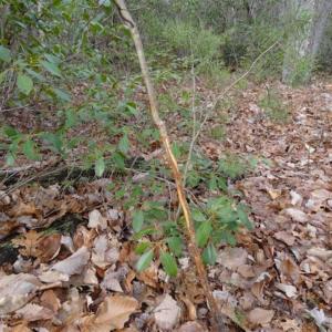 Photo of SOLD!!  20 Acres of Residential and Timber Land For Sale in Augusta County VA!