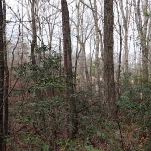 Photo of SOLD!!  20 Acres of Residential and Timber Land For Sale in Augusta County VA!