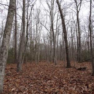 Photo of SOLD!!  20 Acres of Residential and Timber Land For Sale in Augusta County VA!