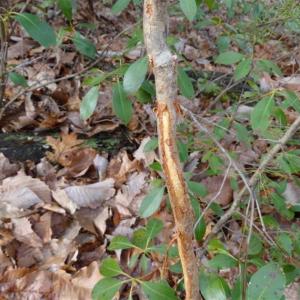 Photo of SOLD!!  20 Acres of Residential and Timber Land For Sale in Augusta County VA!