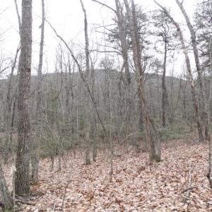 Photo of SOLD!!  20 Acres of Residential and Timber Land For Sale in Augusta County VA!