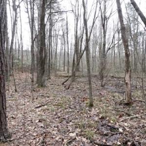 Photo of SOLD!!  20 Acres of Residential and Timber Land For Sale in Augusta County VA!