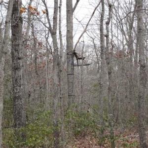 Photo of SOLD!!  20 Acres of Residential and Timber Land For Sale in Augusta County VA!