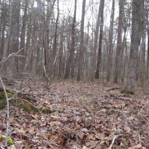 Photo of SOLD!!  20 Acres of Residential and Timber Land For Sale in Augusta County VA!