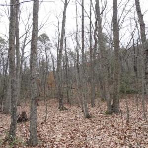 Photo of SOLD!!  20 Acres of Residential and Timber Land For Sale in Augusta County VA!