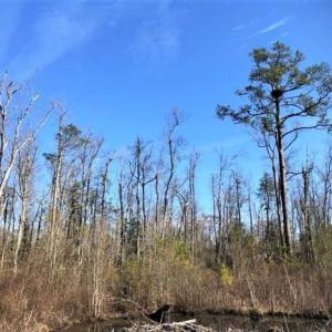 Photo of SOLD!! 142.05 Acres of Hunting Land For Sale in Camden County NC!