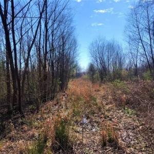 Photo of SOLD!! 142.05 Acres of Hunting Land For Sale in Camden County NC!