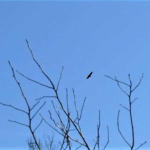 Photo of SOLD!! 142.05 Acres of Hunting Land For Sale in Camden County NC!