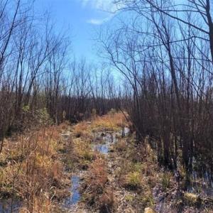 Photo of SOLD!! 142.05 Acres of Hunting Land For Sale in Camden County NC!