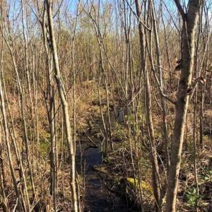 Photo of SOLD!! 142.05 Acres of Hunting Land For Sale in Camden County NC!