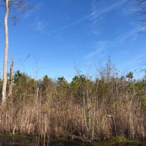 Photo of SOLD!! 142.05 Acres of Hunting Land For Sale in Camden County NC!