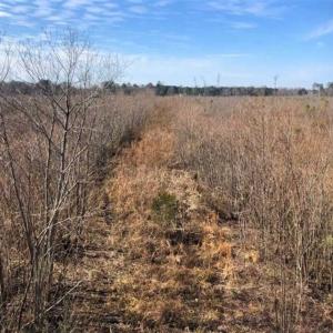 Photo of SOLD!! 142.05 Acres of Hunting Land For Sale in Camden County NC!