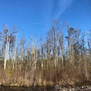 Photo of SOLD!! 142.05 Acres of Hunting Land For Sale in Camden County NC!
