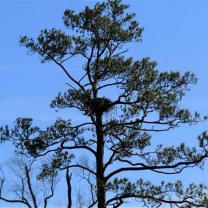 Photo of SOLD!! 142.05 Acres of Hunting Land For Sale in Camden County NC!