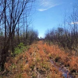 Photo of SOLD!! 142.05 Acres of Hunting Land For Sale in Camden County NC!